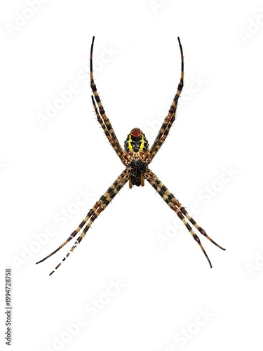 Macro photo of the fauna of the Saint Andrew Cross Spider (Argiope keyserlingi) with a white surface background