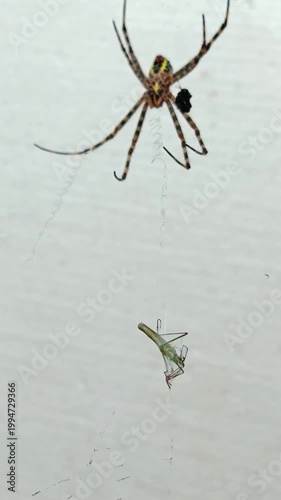 spider on a web