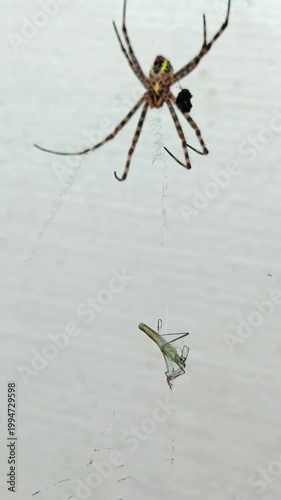 spider on a web