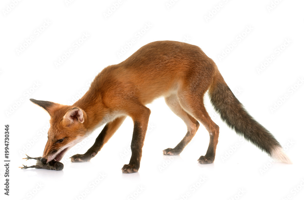 Fototapeta premium fox eating a chick