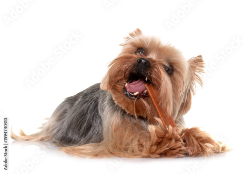 yorkshire terrier gnawing a bone