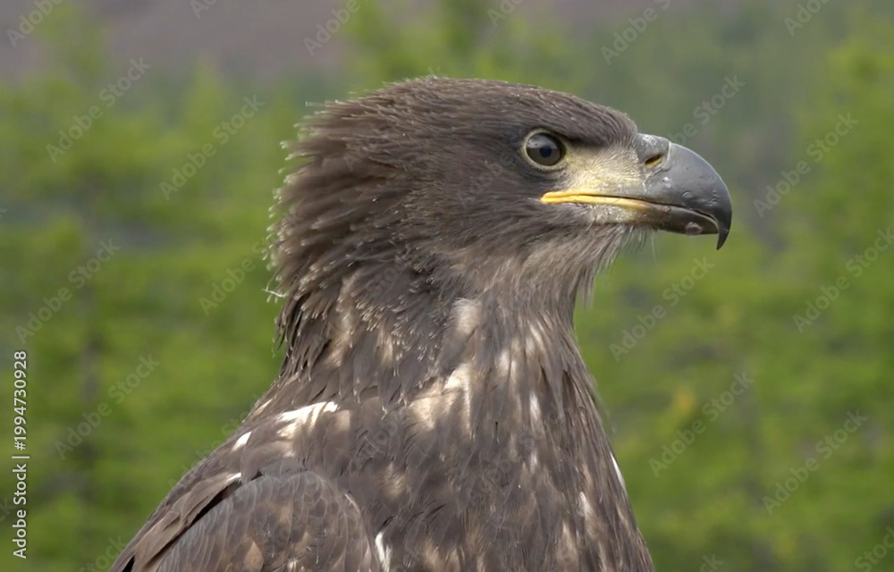 Fototapeta premium Portrait of a young Bald Eagle or Golden Eagle against a blurred forest background. Цей величний хижий птах уособлює силу, дику природу та свободу.
