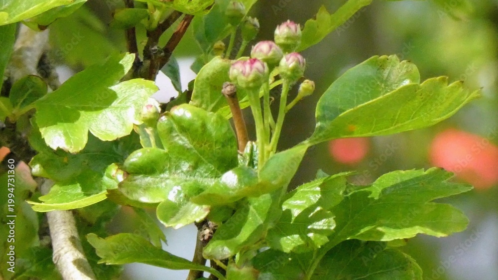 Obraz premium A common hawthorne tree comes into bud in spring sunshine
