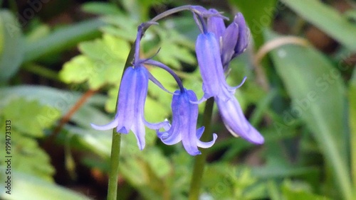 An English bluebell in bloom