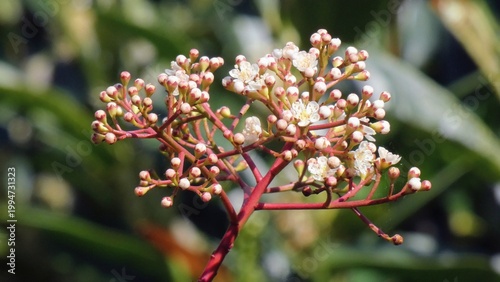 A photinia flower head about to bloom