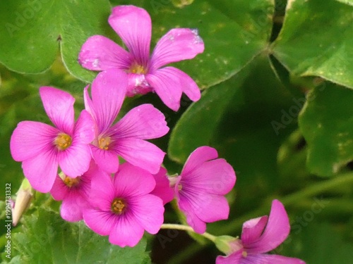 Pink-sorrel in bloom