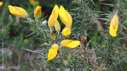 A gorse bush in flower with spiky foliage in the background
