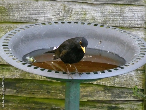 Photos A quizzical looking blackbird on a bird bath