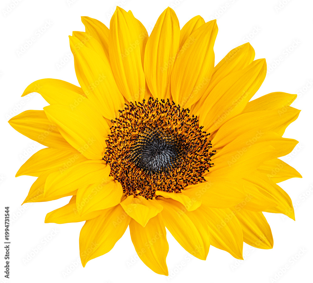 Obraz premium Sunflower flower isolated on a white background. Flying Yellow Sunflower blossom. Flyin sun flower, Top view. Flat lay