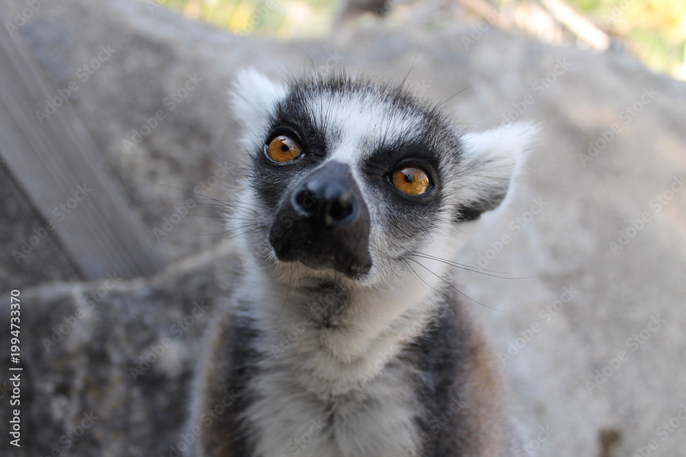 Fototapeta premium Zoom sur le lemur catta