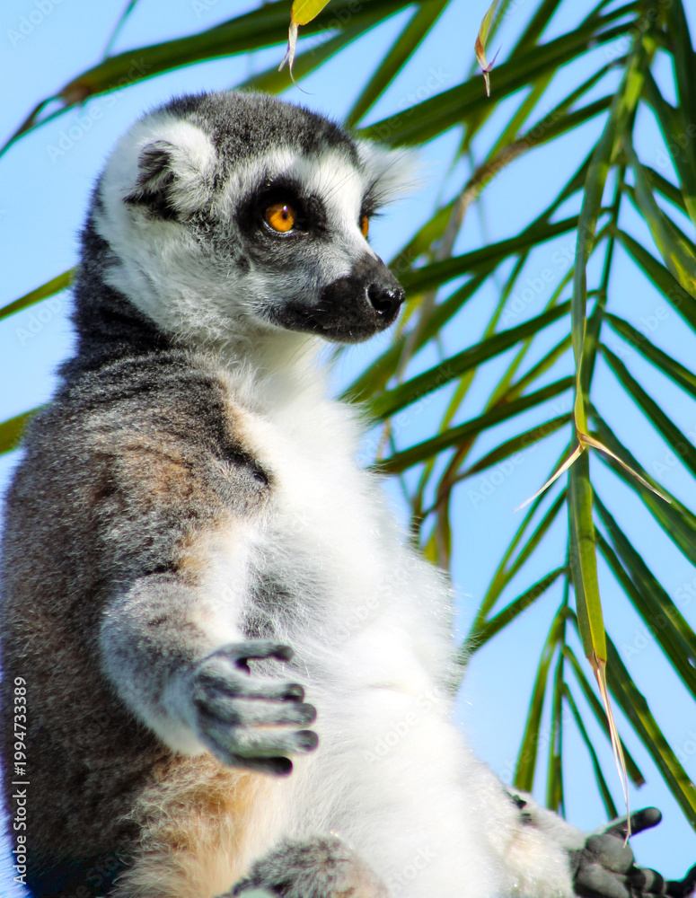 Fototapeta premium Bain de soleil pour le lemur catta