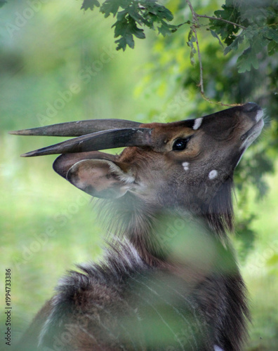 Obraz na plátně Cache cache avec un nyala