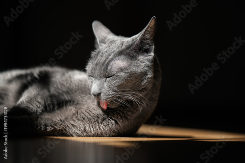 Canvas Print Russian Blue Cat Lying on  Floor Looking and licking itself