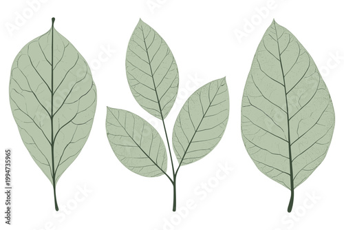 Green leafy vegetable broccoli, kale, and cabbage green vegetables