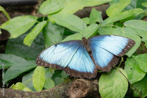 Fotografie blue morpho butterfly