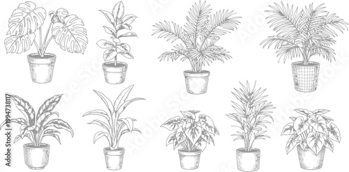 Hand Drawn Potted Houseplants Collection Set Featuring Monstera Fiddle Leaf Fig and Tropical Palm Foliage Vector Illustration