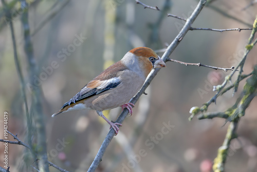 Male Hawfinch (Coccothraustes coccothraustes) perched on a slanted branch against a soft blurred background.