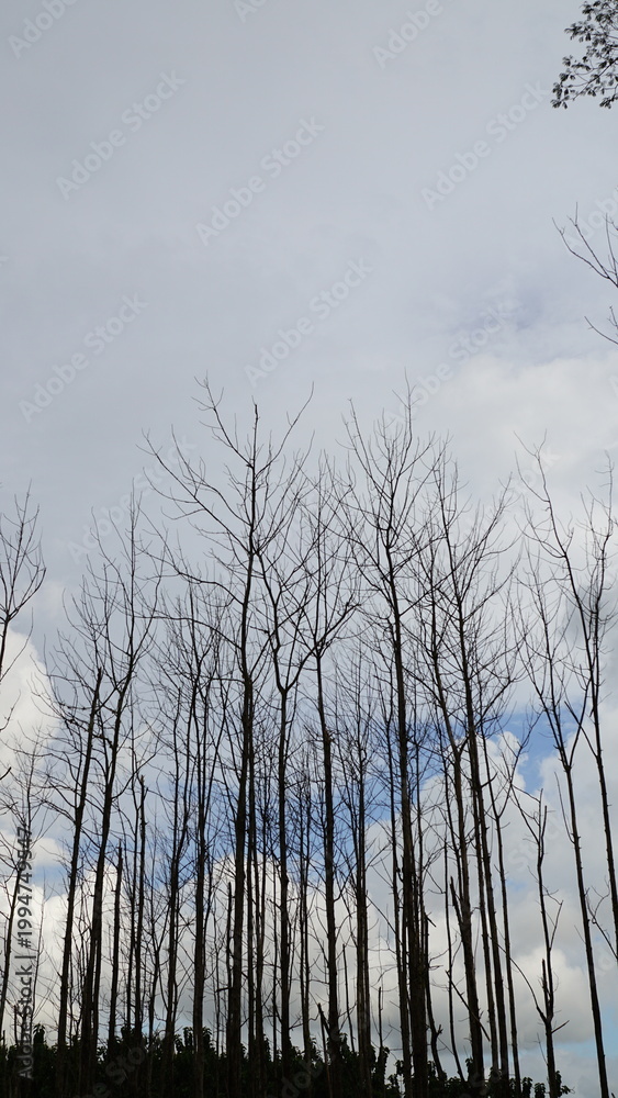 Obraz premium Tall dead teak trees silhouette against a cloudy blue sky