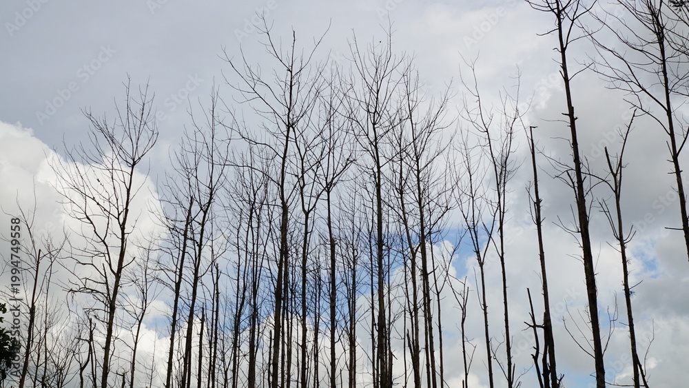 Obraz premium Tall dead teak trees silhouette against a cloudy blue sky
