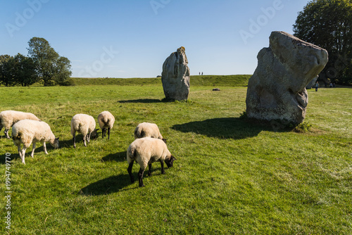 Sheep Grazing at the Ancient Avebury Stone Circle Neolithic Landmark in England
