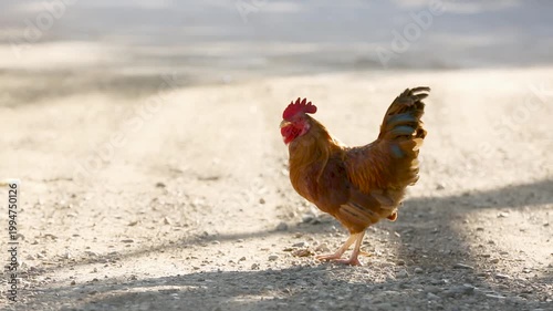 Two roosters walking on a dusty path in warm sunlight, showcasing rural farm life.