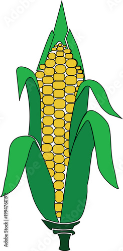 FRESH SWEET CORN STILL WITH ITS SKIN