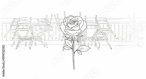 Single rose in bloom stands before a row of stacked folding chairs