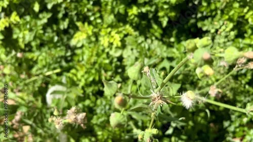 white dandelion in the garden springtime 