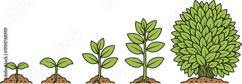 Plant growth stages from seedling to mature bush demonstrating development and evolution over time