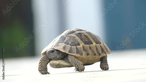 medium-sized land tortoise walking across a light grey, tiled outdoor surface.