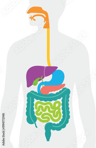 Human digestive system, major organs including the esophagus, stomach, liver, gallbladder, pancreas, and intestines. 