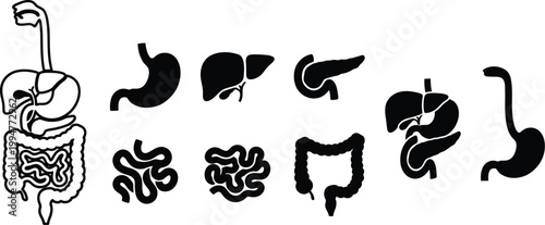 Human digestive system, major organs including the esophagus, stomach, liver, gallbladder, pancreas, and intestines. 