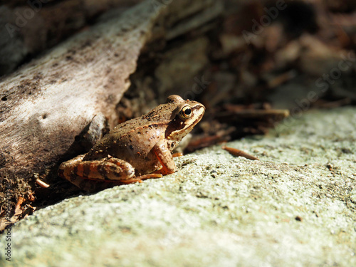 Foto Close-up of a Brown Frog Resting on a Sunny Rock