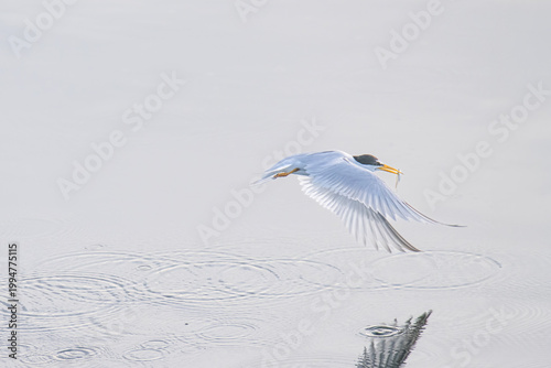 Least Tern Grabs a Small Fish from a Salt Water Marsh