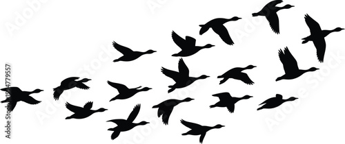 Flock of black silhouettes of birds flying in formation