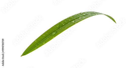 Fresh Green Long Leaf with Sparkling Water Droplets Isolated on White Background