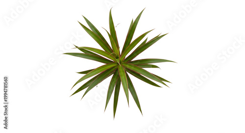 Top View of Dracaena Marginata Plant with Green and Red Spiky Leaves Isolated on White Background