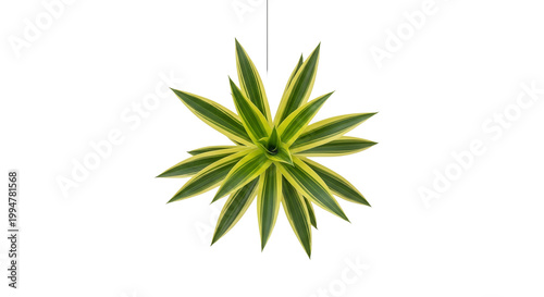 Top View of Hanging Variegated Dracaena Reflexa Song of India Plant Isolated on White Background
