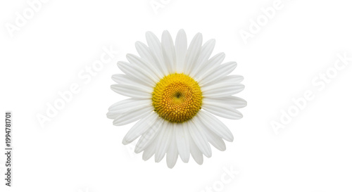 Beautiful Single White Daisy Flower Isolated on White Background - Top View Botanical Bloom