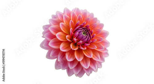 Beautiful Pink and Orange Dahlia Flower Isolated on White Background - High Quality Macro Floral Bloom