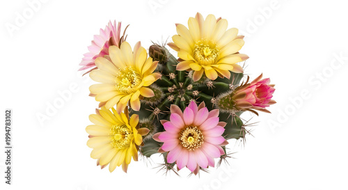 Beautiful blooming cactus with vibrant yellow and pink flowers isolated on white background top view