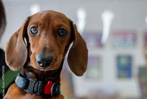 Dachshund dog in collar looking at camera