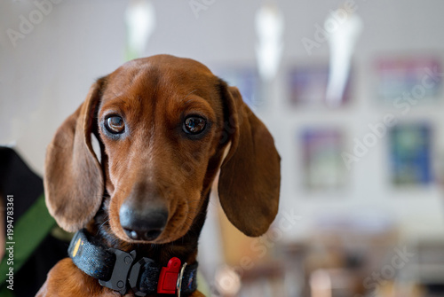 Dachshund dog in collar looking at camera