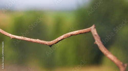 Bright European Bee-eater Perched on a Branch in Natural Environment