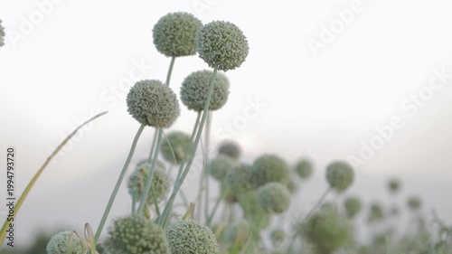 Close-up of spherical allium flowers swaying gently in a soft-lit field at dawn.