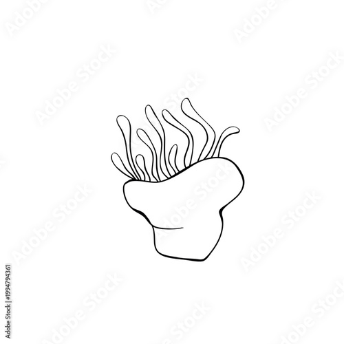 Contour anemone coral polyp. Outline actinia icon. Marine reef polyp drawn in doodle sketch style, side view isolated black outline on white for kids coloring book, sea design template Vector