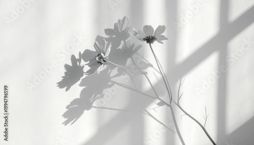 Cosmos flower casting silhouette shadow on textured wall, aesthetic monochrome nature photography, perfect for modern interior decor and stationery backgrounds