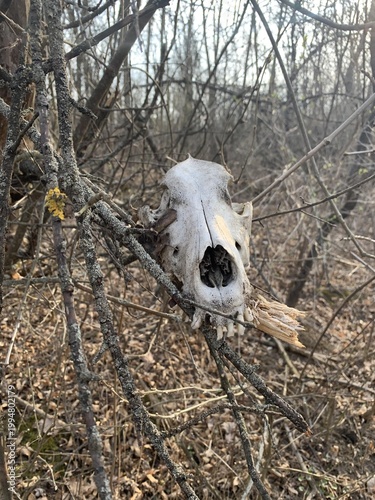 A weathered skull rests on branches, evoking the tranquility and mystery of nature's cycle of life and decay.