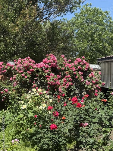 Abundant blooming roses in a lush garden create a vibrant and colorful outdoor floral scene in sunlight.