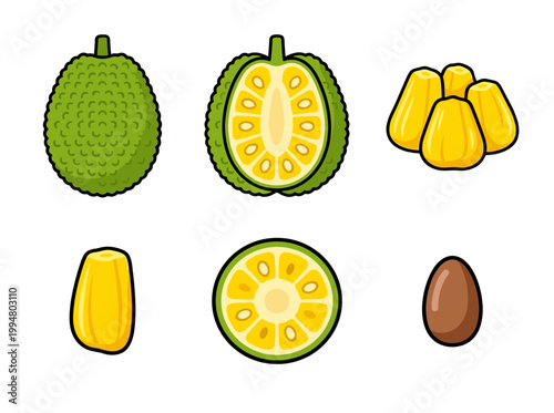 Tropical Jackfruit Set with Whole Spiky Fruit, Half Section, Ripe Yellow Bulbs and Brown Seed, Exotic Large Fruit Illustration for Healthy Diet